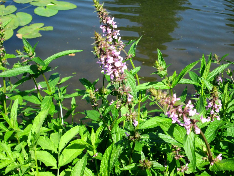 Sumpf-Ziest (Stachys palustris) an der Saar in Alt-Saarbrücken