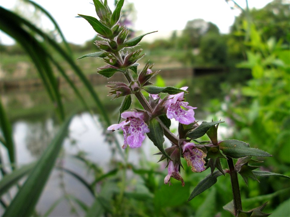 Sumpf-Ziest (Stachys palustris) an der Saaraue Güdingen