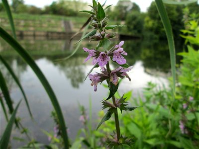Sumpf-Ziest (Stachys palustris) an der Saaraue Güdingen