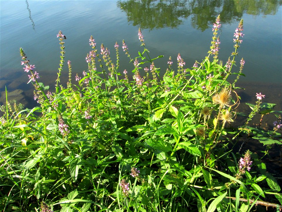 Sumpf-Ziest (Stachys palustris) an der Saar in Alt-Saarbrücken