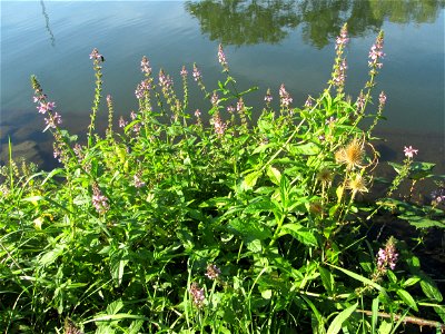 Sumpf-Ziest (Stachys palustris) an der Saar in Alt-Saarbrücken
