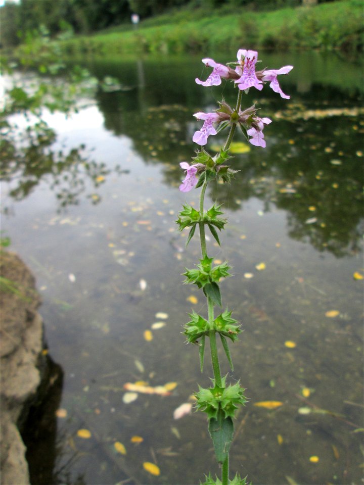 Sumpf-Ziest (Stachys palustris) an der Schleuse N° 30 bei Grosbliederstroff