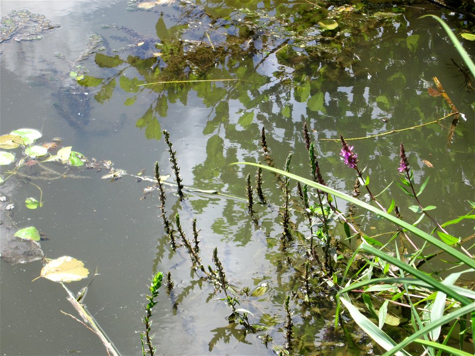 Sumpf-Ziest (Stachys palustris) an der Saaraue Güdingen