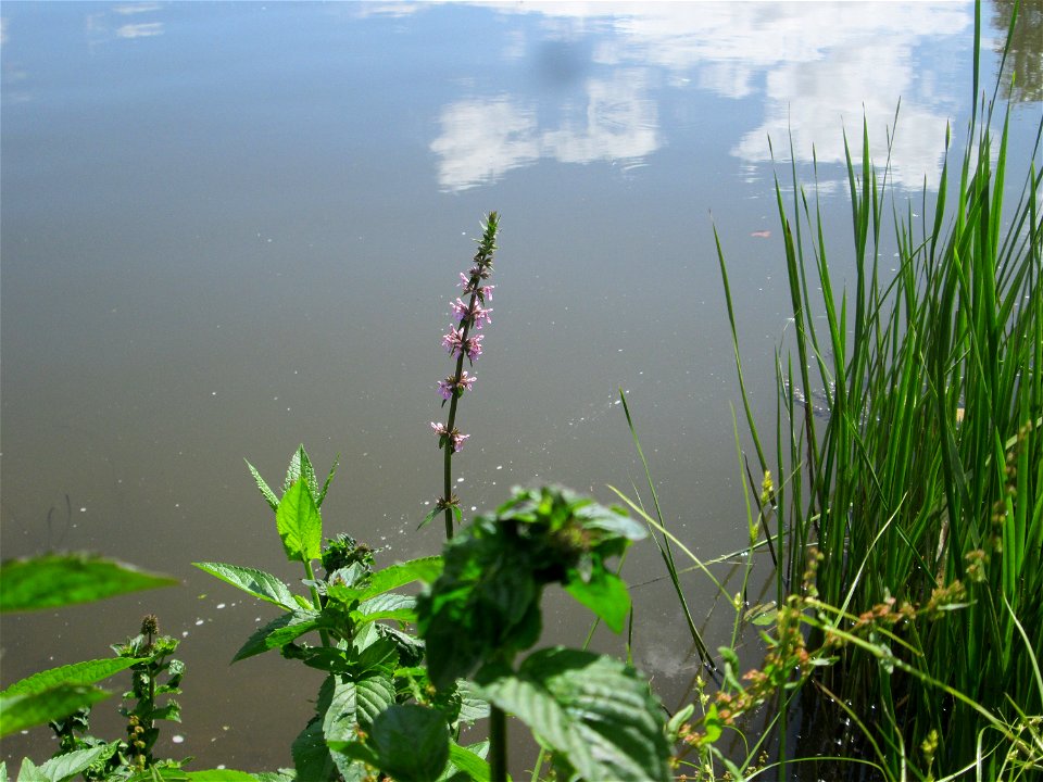 Sumpf-Ziest (Stachys palustris) an der Saaraue Güdingen