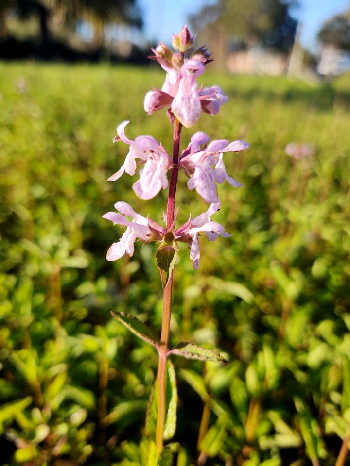 Florida Hedgenettle (Stachys floridana)