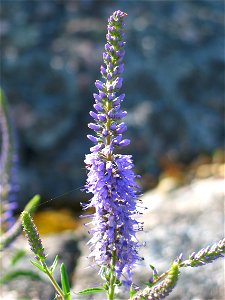 Pseudolysimachion longifolium, photo taken in Sweden