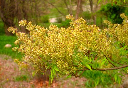 Fraxinus lanuginosa, Arnold Arboretum, Jamaica Plain, Boston, Massachusetts, USA.