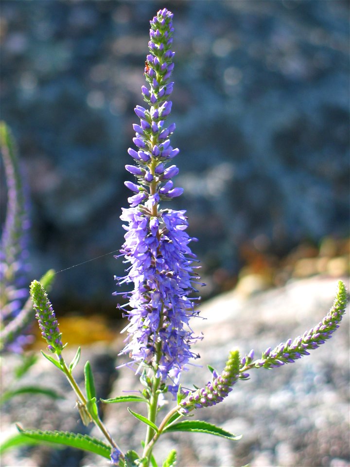 Pseudolysimachion longifolium, photo taken in Sweden