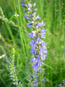 Veronica longifolia. Savinsky District of Ivanovo Oblast, Russia
