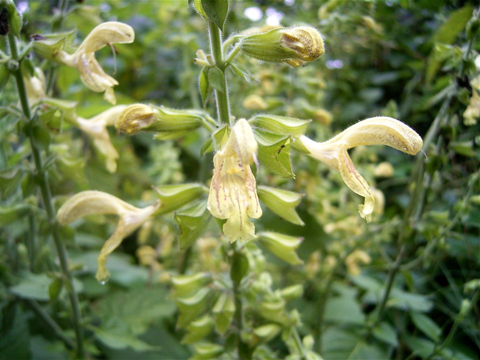 This photo shows salvia glutinosa
