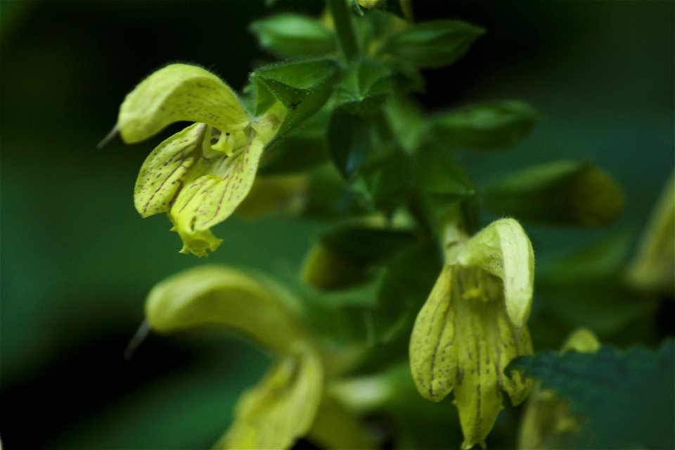 An unidentified yellow plant from Maramures Mountains.