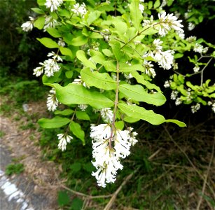 Ligustrum obtusifolium, sunny weedy roadsides through the hills around Hiraoka Park, Higashiōsaka, Osaka, Japan.