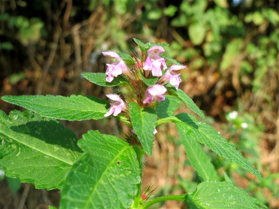 Gemeiner Hohlzahn (Galeopsis tetrahit) bei Schalkenmehren