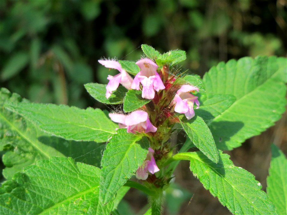 Gemeiner Hohlzahn (Galeopsis tetrahit) bei Schalkenmehren
