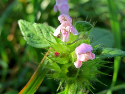 Gemeiner Hohlzahn (Galeopsis tetrahit) im Naturschutzgebiet Karl-Ludwig-See
