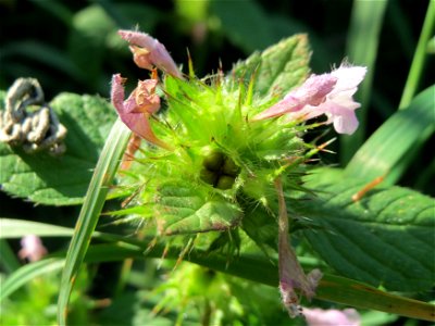 Gemeiner Hohlzahn (Galeopsis tetrahit) im Naturschutzgebiet Karl-Ludwig-See photo