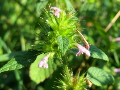 Gemeiner Hohlzahn (Galeopsis tetrahit) im Naturschutzgebiet Karl-Ludwig-See