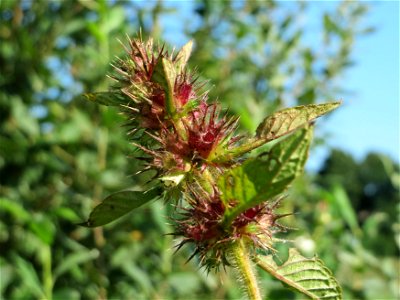 Gemeiner Hohlzahn (Galeopsis tetrahit) im Naturschutzgebiet Karl-Ludwig-See