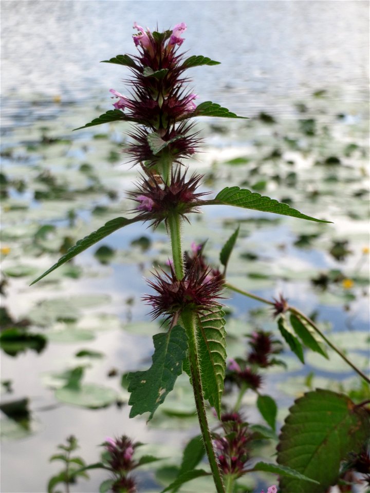 Gemeiner Hohlzahn (Galeopsis tetrahit) an der Saar in Saarbrücken