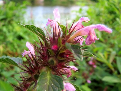 Gemeiner Hohlzahn (Galeopsis tetrahit) an der Saar in Saarbrücken