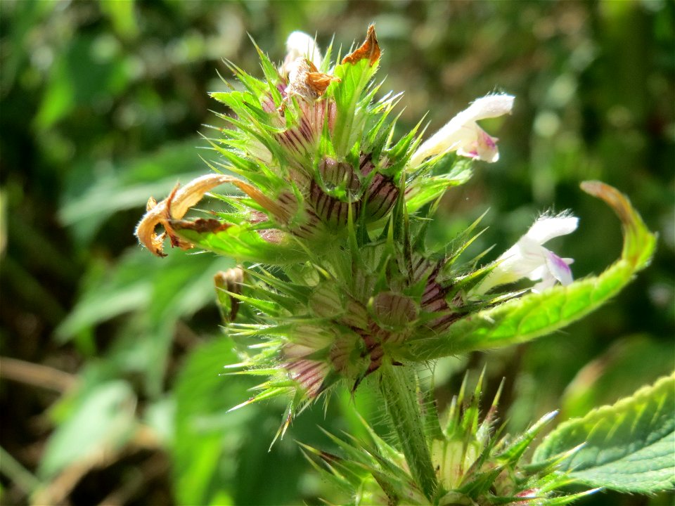 Gemeiner Hohlzahn (Galeopsis tetrahit) auf einer Ruderalfläche in Hockenheim-Talhaus