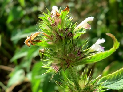 Gemeiner Hohlzahn (Galeopsis tetrahit) auf einer Ruderalfläche in Hockenheim-Talhaus