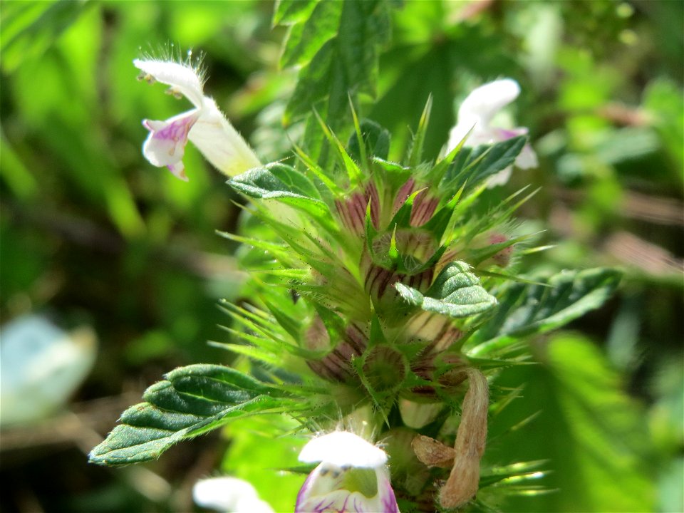 Gemeiner Hohlzahn (Galeopsis tetrahit) auf einer Ruderalfläche in Hockenheim-Talhaus