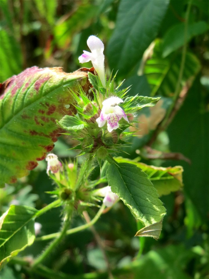 Gemeiner Hohlzahn (Galeopsis tetrahit) auf einer Ruderalfläche in Hockenheim-Talhaus