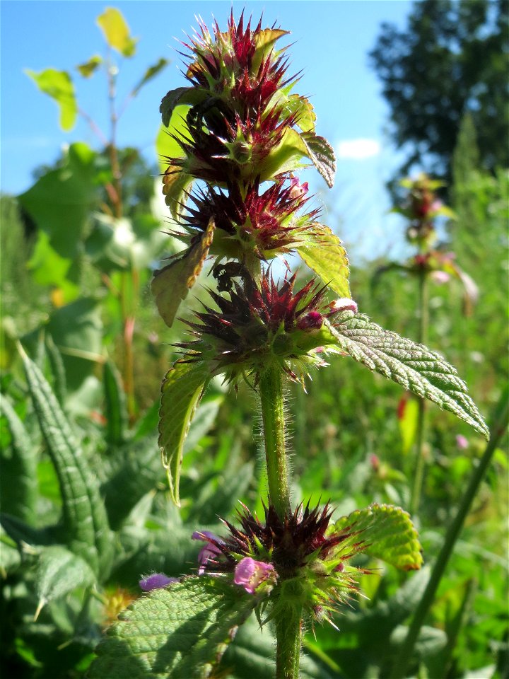 Gemeiner Hohlzahn (Galeopsis tetrahit) in einem aufgelassenem Schrebergarten in Hockenheim. Nachdem die Schrebergärten am Kraichbach im Februar/März 2016 einplaniert wurden, hat sich zunächst wieder e