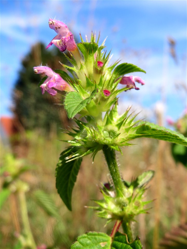 Gemeiner Hohlzahn (Galeopsis tetrahit) in einem aufgelassenem Schrebergarten in Hockenheim. Nachdem die Schrebergärten am Kraichbach im Februar/März 2016 einplaniert wurden, hat sich zunächst wieder e