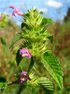 Gemeiner Hohlzahn (Galeopsis tetrahit) in einem aufgelassenem Schrebergarten in Hockenheim. Nachdem die Schrebergärten am Kraichbach im Februar/März 2016 einplaniert wurden, hat sich zunächst wieder e
