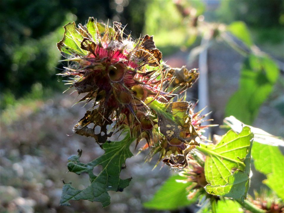 Gemeiner Hohlzahn (Galeopsis tetrahit) im Schwetzinger Hardt