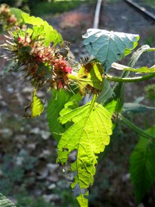 Gemeiner Hohlzahn (Galeopsis tetrahit) im Schwetzinger Hardt