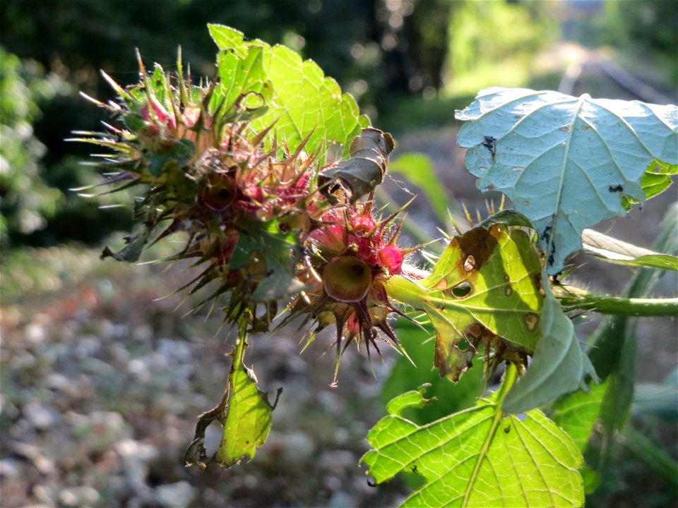 Gemeiner Hohlzahn (Galeopsis tetrahit) im Schwetzinger Hardt