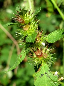 Gemeiner Hohlzahn (Galeopsis tetrahit) auf dem Feldherrenhügel (Naturschutzgebiet „Oftersheimer Dünen“)