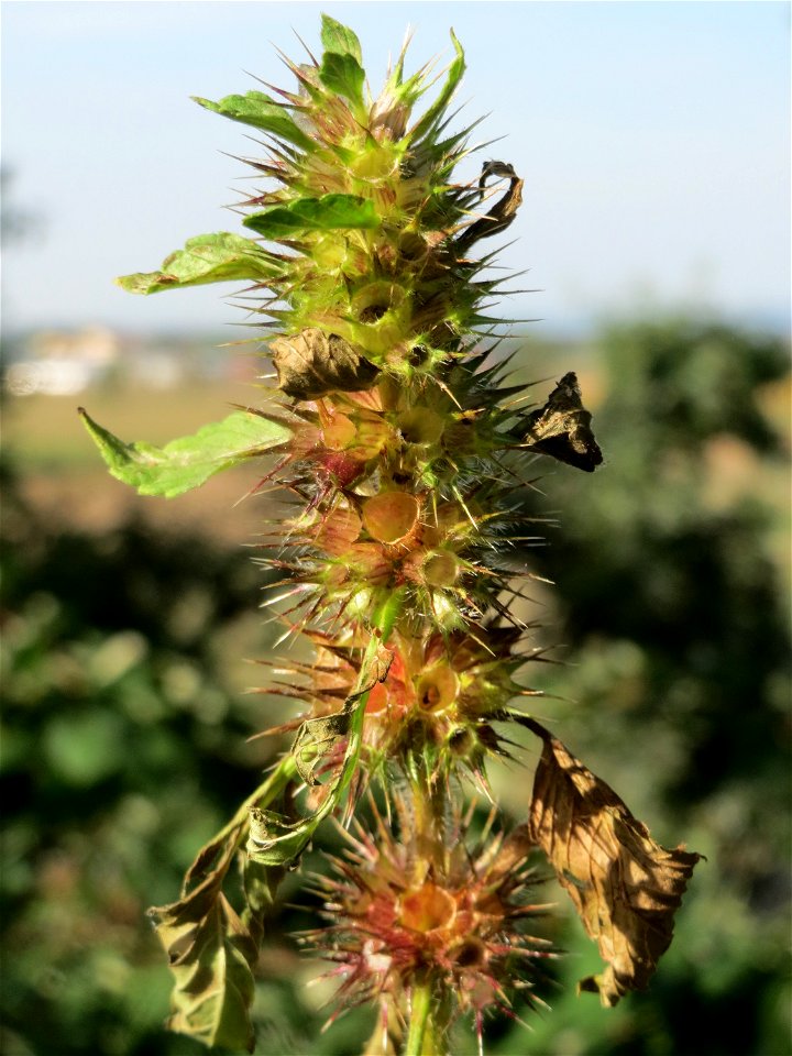 Gemeiner Hohlzahn (Galeopsis tetrahit) auf dem Feldherrenhügel (Naturschutzgebiet „Oftersheimer Dünen“)