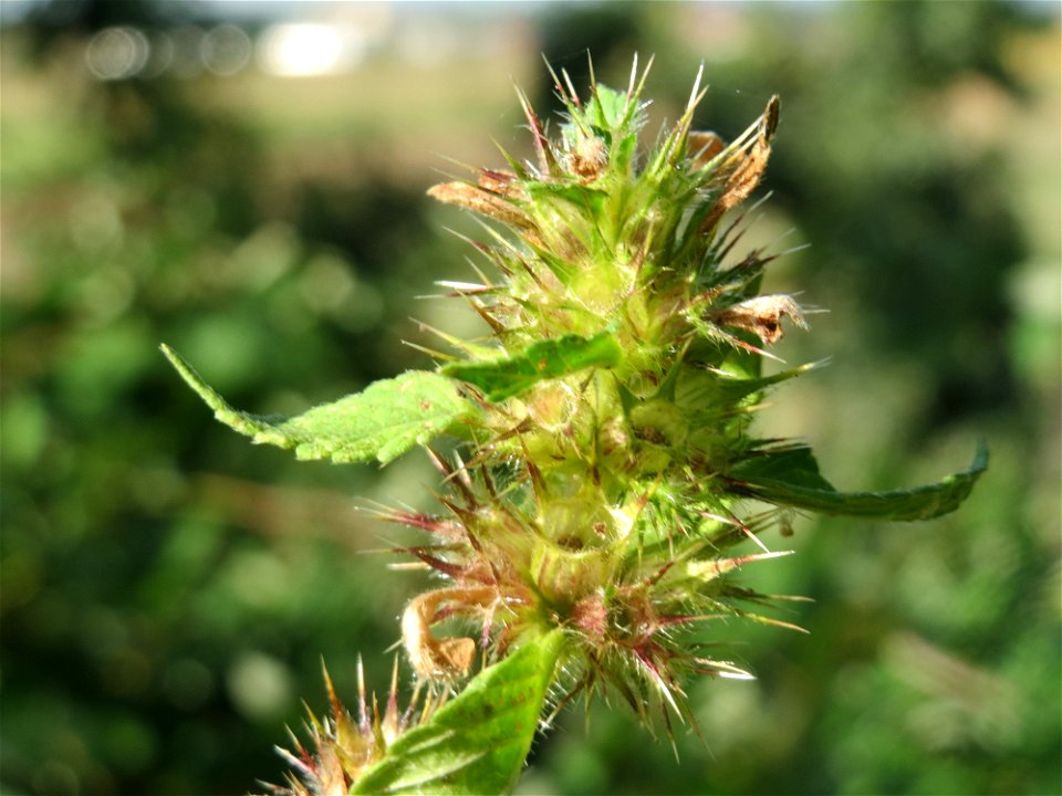 Gemeiner Hohlzahn (Galeopsis tetrahit) auf dem Feldherrenhügel (Naturschutzgebiet „Oftersheimer Dünen“)