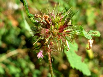 Gemeiner Hohlzahn (Galeopsis tetrahit) bei Klingenmünster photo