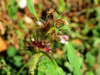 Gemeiner Hohlzahn (Galeopsis tetrahit) bei Klingenmünster photo