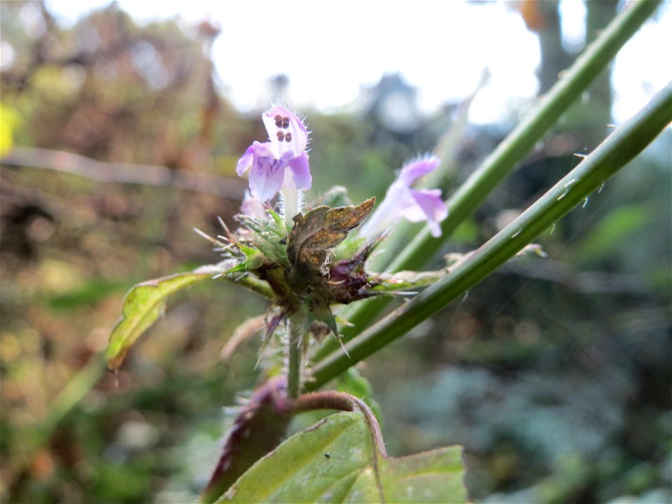Gemeiner Hohlzahn (Galeopsis tetrahit) am Winterberg in Sankt Arnual (außerhalb vom Landschaftsschutzgebiet)
