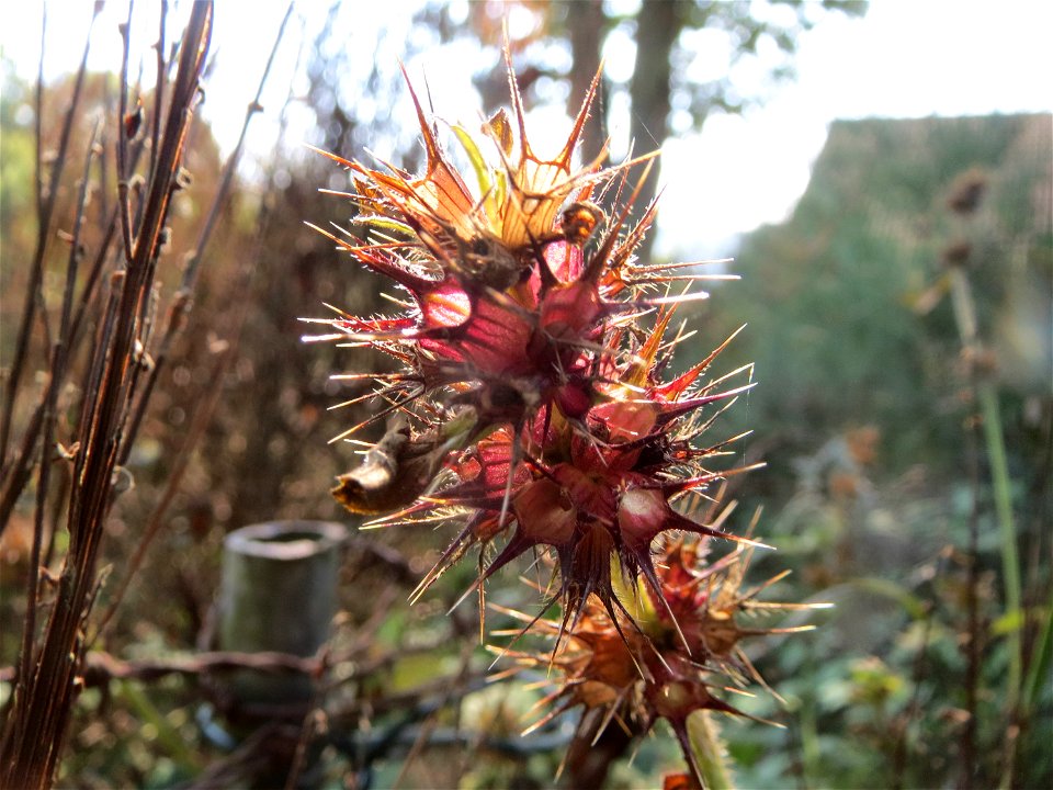 Gemeiner Hohlzahn (Galeopsis tetrahit) am Winterberg in Sankt Arnual (außerhalb vom Landschaftsschutzgebiet)