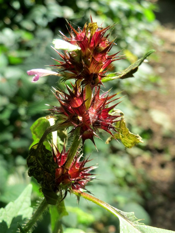 Gemeiner Hohlzahn (Galeopsis tetrahit) am Winterberg in Sankt Arnual (außerhalb vom Landschaftsschutzgebiet)