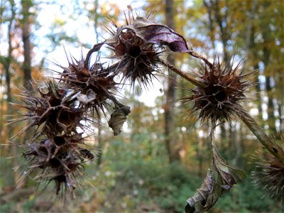 Gemeiner Hohlzahn (Galeopsis tetrahit) im St. Johanner Stadtwald