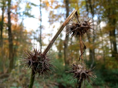 Gemeiner Hohlzahn (Galeopsis tetrahit) im St. Johanner Stadtwald