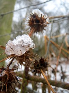Gemeiner Hohlzahn (Galeopsis tetrahit) am Winterberg in Sankt Arnual (außerhalb vom Landschaftsschutzgebiet)