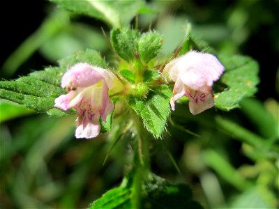 Gemeiner Hohlzahn (Galeopsis tetrahit) in den Sankt Arnual Wiesen gegenüber vom Osthafen Saarbrücken (Außerhalb vom NSG)