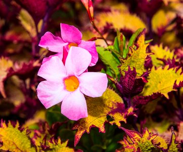 Pink flower plant colorfull