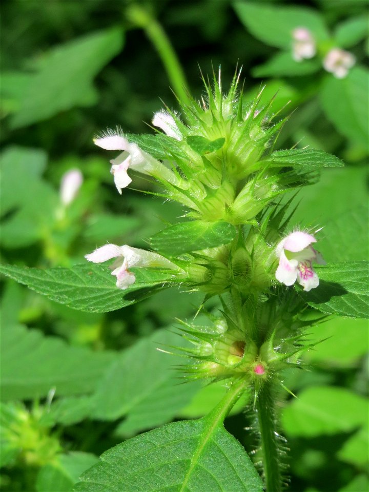 Gemeiner Hohlzahn (Galeopsis tetrahit) im Bürgerpark Saarbrücken