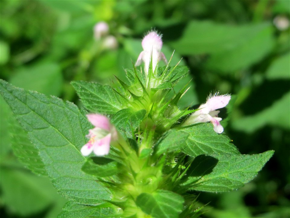 Gemeiner Hohlzahn (Galeopsis tetrahit) im Bürgerpark Saarbrücken