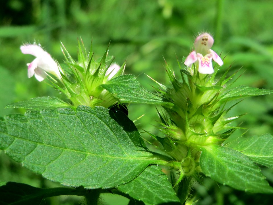 Gemeiner Hohlzahn (Galeopsis tetrahit) im Bürgerpark Saarbrücken